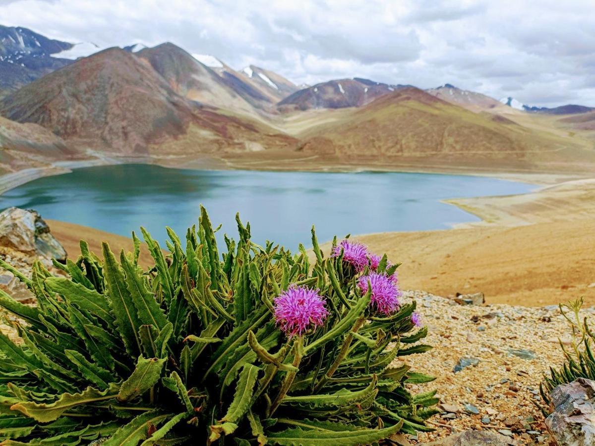 Camp Redstart Hotel Leh Bagian luar foto